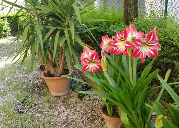 Aduepassidallafiera * בולוניה